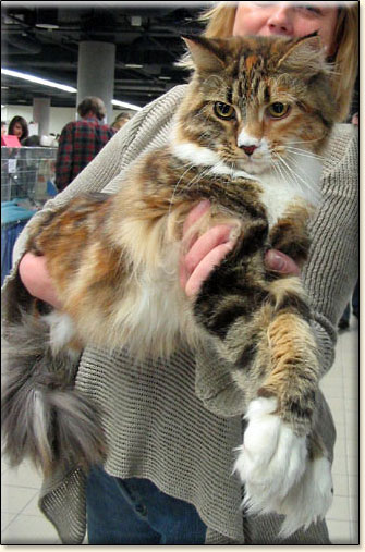 maine coon cats Villa Park*PL