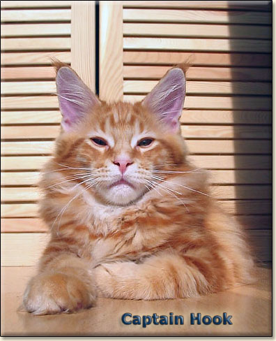 maine coon cat Villa Park*PL