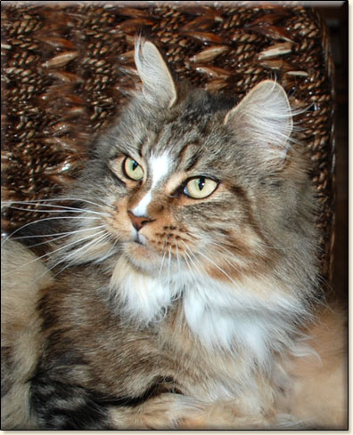 maine coon catteries Villa Park*PL