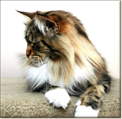 maine coon cat Villa Park*PL