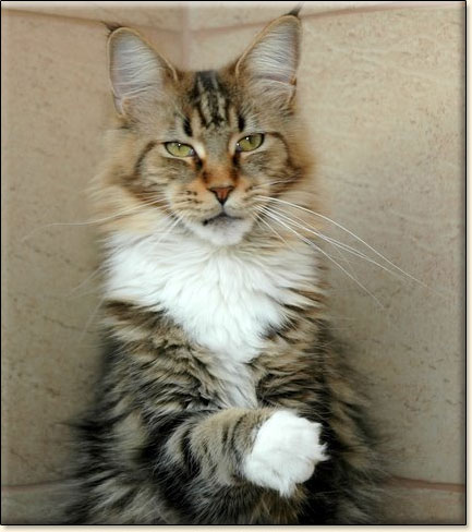 Villa Park*PL maine coon cattery