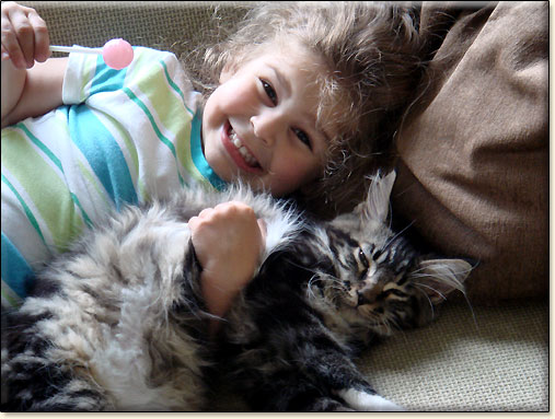 maine coon catteries Villa Park*PL