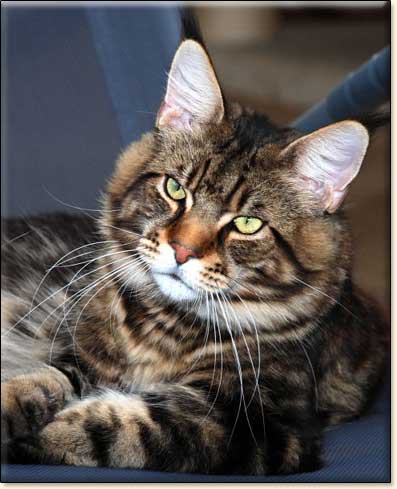 maine coon cats Villa Park*PL