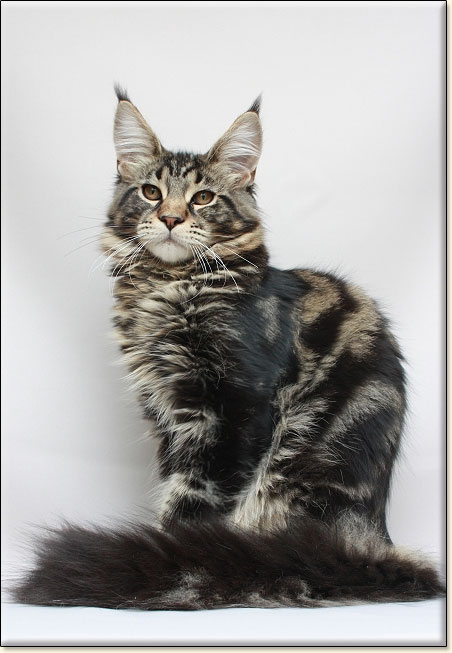 maine coon catteries Villa Park*PL