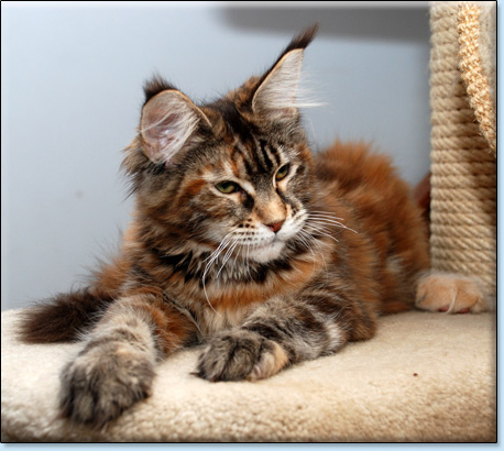 maine coon koty Villa Park*PL