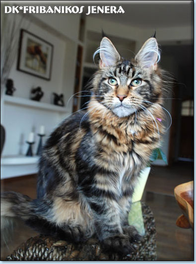 maine coon cats cattery Villa Park*PL