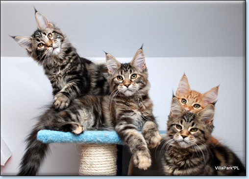 maine coon koty Villa Park*PL