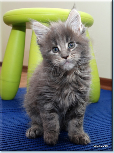 maine coon koty Villa Park*PL