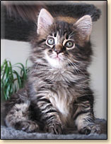 maine coon cattery Villa Park*PL