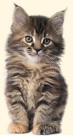 Maine Coon cats cattery Villa Park*PL