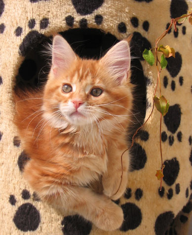hodowla kotw rasy Maine Coon Villa Park*PL