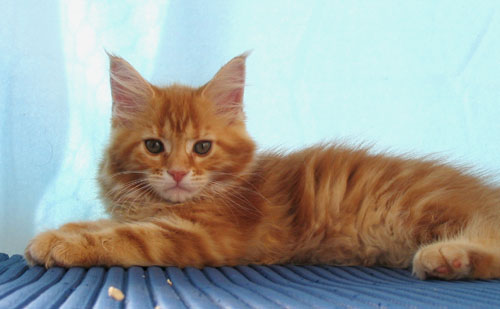 hodowla kotw maine coon Villa Park*PL