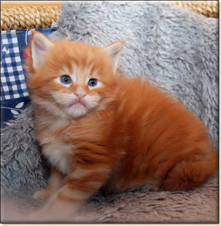 hodowla kotw maine coon Villa Park*PL