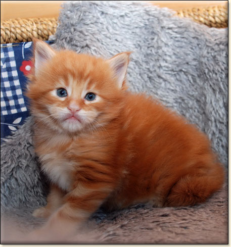 hodowla kotw maine coon Villa Park*PL