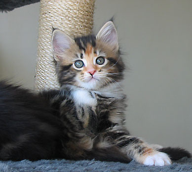Maine Coon cattery Villa Park*PL
