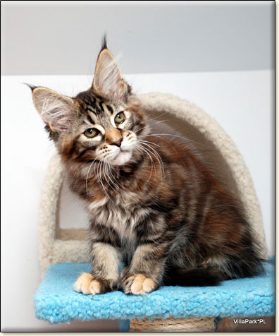 hodowla kotw rasy Maine Coon Villa Park*PL