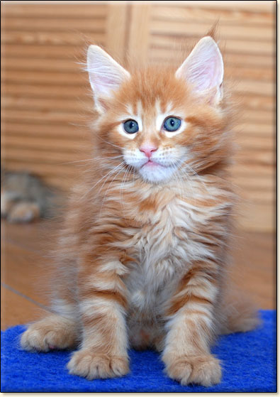 hodowla kotw maine coon Villa Park*PL