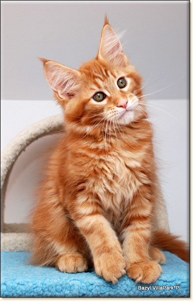 hodowla kotw maine coon Villa Park*PL