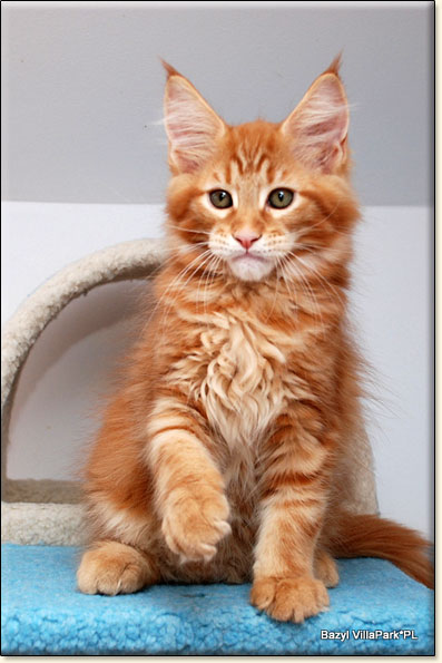 Maine Coon cattery Villa Park*PL