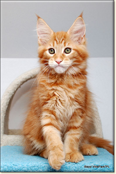 hodowla kotw rasy Maine Coon Villa Park*PL