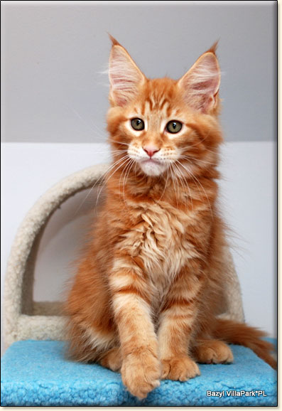 Maine Coon cattery Villa Park*PL