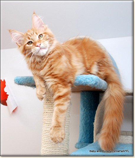 hodowla kotw rasy Maine Coon Villa Park*PL