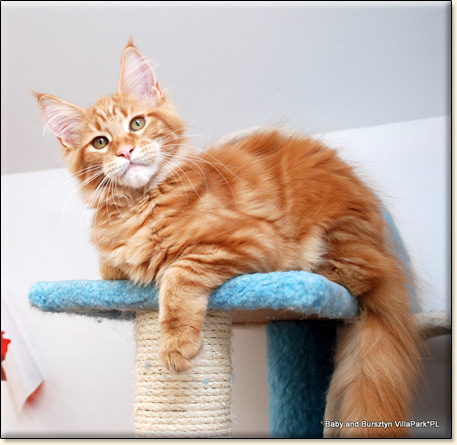 hodowla kotw maine coon Villa Park*PL