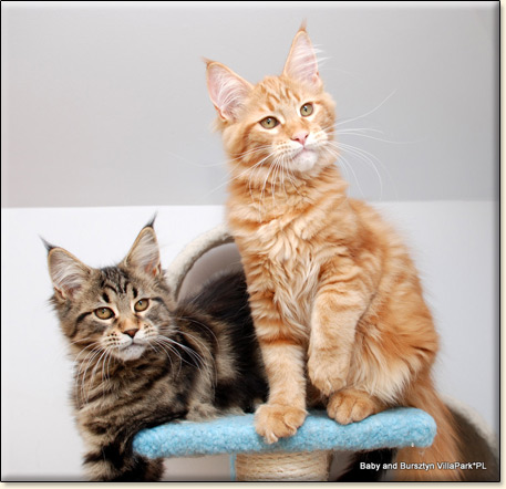 Maine Coon cattery Villa Park*PL