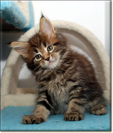 hodowla kotw maine coon Villa Park*PL