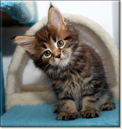 Maine Coon cattery Villa Park*PL