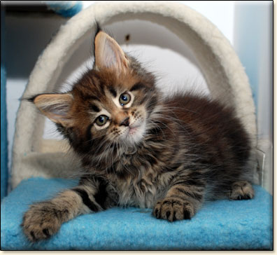 Maine Coon cattery Villa Park*PL