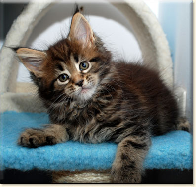 hodowla kotw maine coon Villa Park*PL