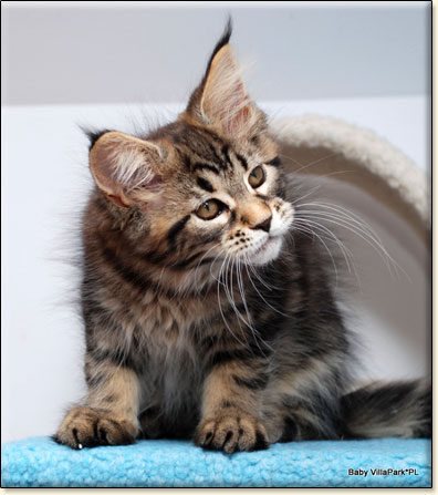 hodowla kotw maine coon Villa Park*PL