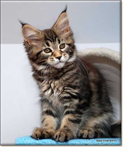 Maine Coon cattery Villa Park*PL