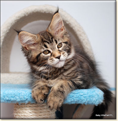 hodowla kotw rasy Maine Coon Villa Park*PL