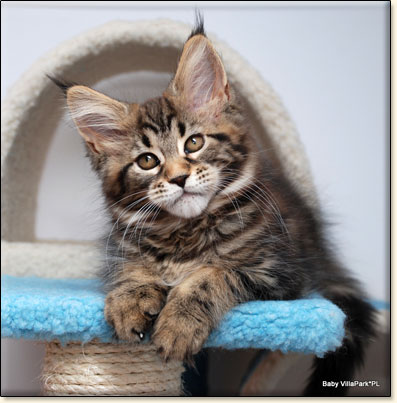 hodowla kotw maine coon Villa Park*PL