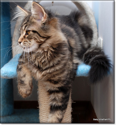 hodowla kotw maine coon Villa Park*PL