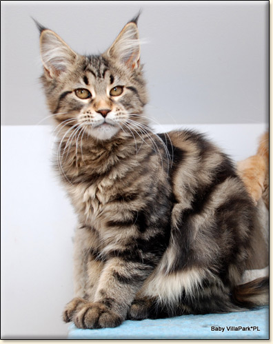 Maine Coon cattery Villa Park*PL