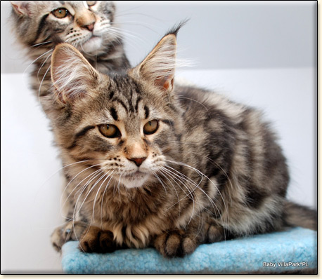 hodowla kotw rasy Maine Coon Villa Park*PL