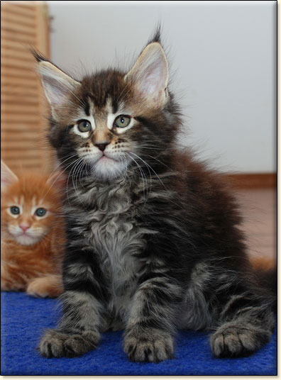 Maine Coon cattery Villa Park*PL