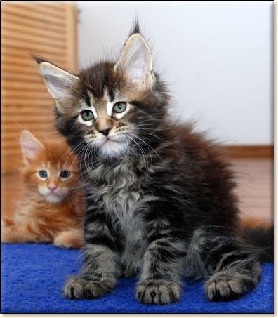 hodowla kotw rasy Maine Coon Villa Park*PL