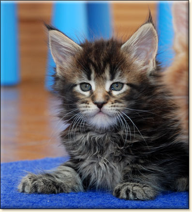 hodowla kotw rasy Maine Coon Villa Park*PL