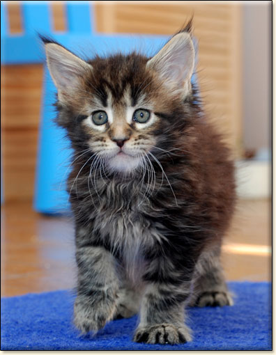 hodowla kotw maine coon Villa Park*PL