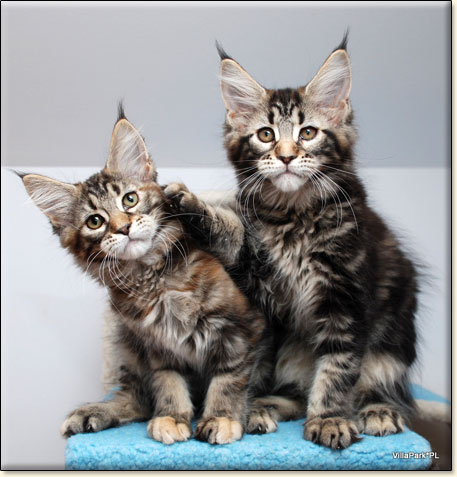 Maine Coon cattery Villa Park*PL