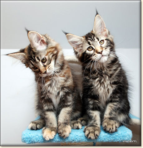 hodowla kotw rasy Maine Coon Villa Park*PL