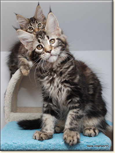 Maine Coon cattery Villa Park*PL