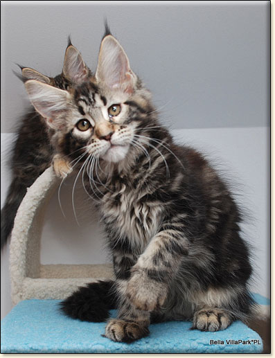 hodowla kotw rasy Maine Coon Villa Park*PL