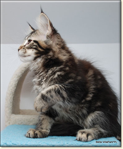 Maine Coon cattery Villa Park*PL