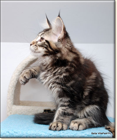 hodowla kotw rasy Maine Coon Villa Park*PL