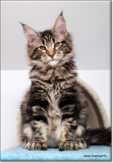 Maine Coon cattery Villa Park*PL